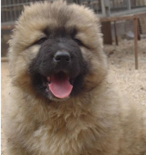 昆明哪里卖纯种高加索犬 云南纯种高加索价格