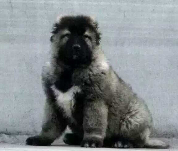 昆明本地纯种高加索犬小狗多少钱一只