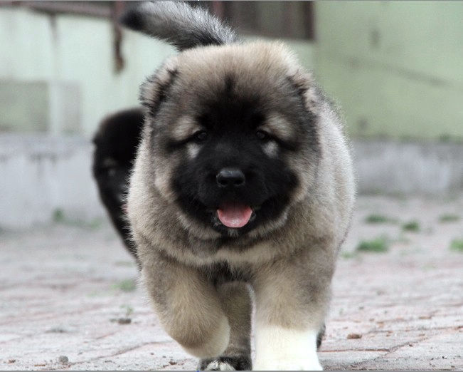 寻甸卖高加索寻甸哪里买到纯种高加索