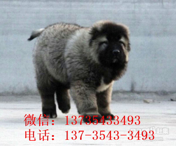 太原宠物狗狗出售纯种高加索犬幼犬领养犬舍狗市场