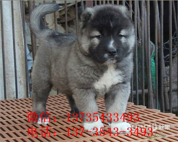 上海宠物狗狗出售纯种高加索犬幼犬领养犬舍狗