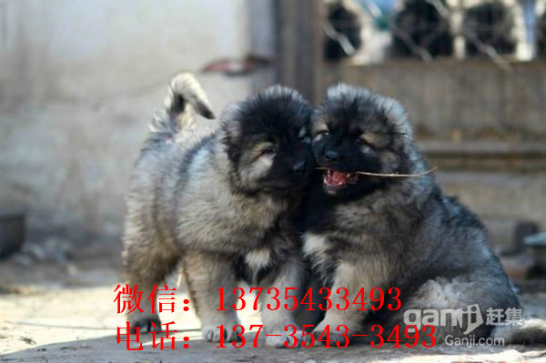 福州宠物狗狗出售纯种高加索犬幼犬领养犬舍狗