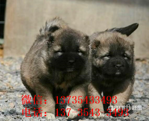 大连宠物狗狗出售纯种高加索犬幼犬领养犬舍狗