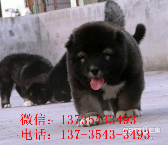 大连宠物狗狗出售纯种高加索犬幼犬领养犬舍狗市场