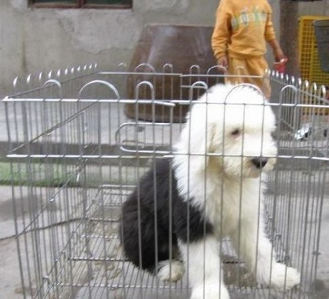 昆明古代牧羊犬小狗出售昆明古代牧羊犬出售