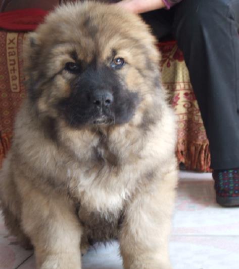 南宁犬舍出售纯种高加索犬幼犬活体宠物狗狗市