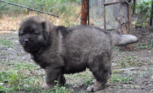 苏州犬舍出售纯种高加索犬幼犬活体宠物狗狗市