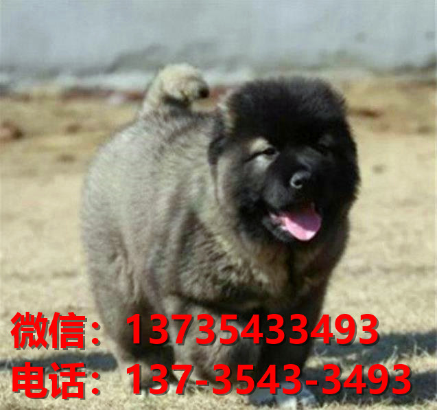 重庆犬舍 出售纯种高加索犬 看家护院大型犬哪