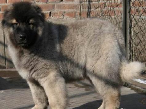 合肥犬舍出售纯种高加索犬幼犬活体宠物狗狗市