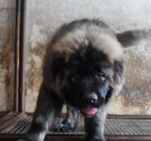 厦门犬舍出售纯种高加索犬幼犬活体宠物狗狗市场在哪买狗哪有狗狗卖