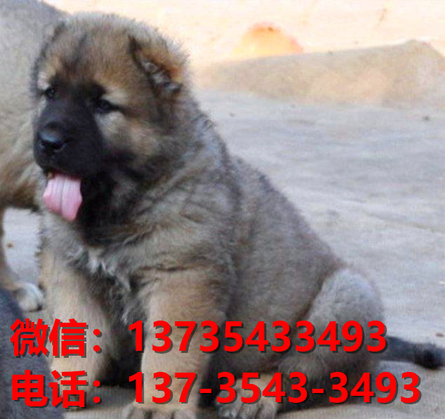 重庆宠物狗狗犬舍出售纯种高加索犬大型犬宠物