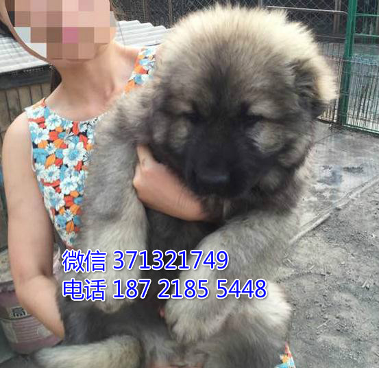 北京狗狗 出售 高加索犬纯种幼犬 北京犬舍宠