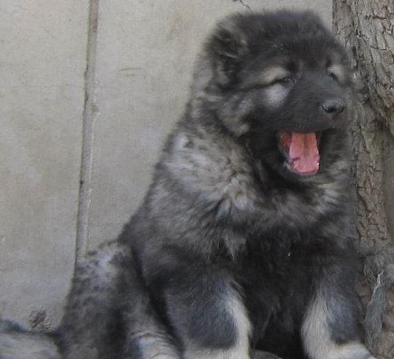 南京犬舍出售纯种高加索犬幼犬活体宠物狗狗市