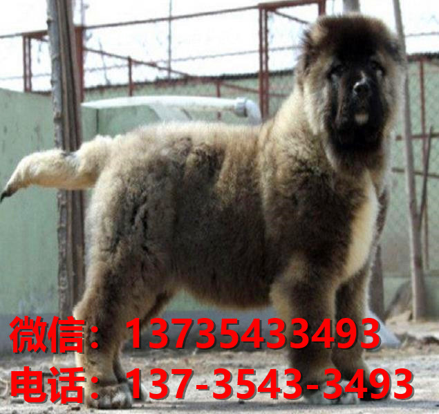 重庆犬舍 出售纯种高加索犬 看家护院大型犬哪里有护主狗宠物狗市场在哪卖狗