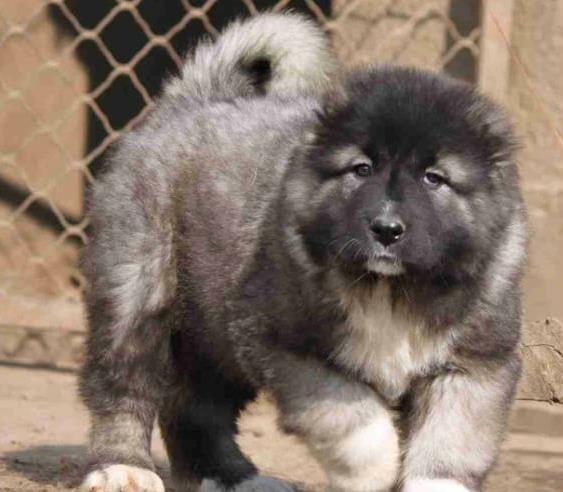 贵州贵阳犬舍出售纯种高加索犬幼犬活体宠物狗