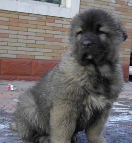 厦门犬舍出售纯种高加索犬幼犬活体宠物狗狗市场在哪买狗哪有狗狗卖