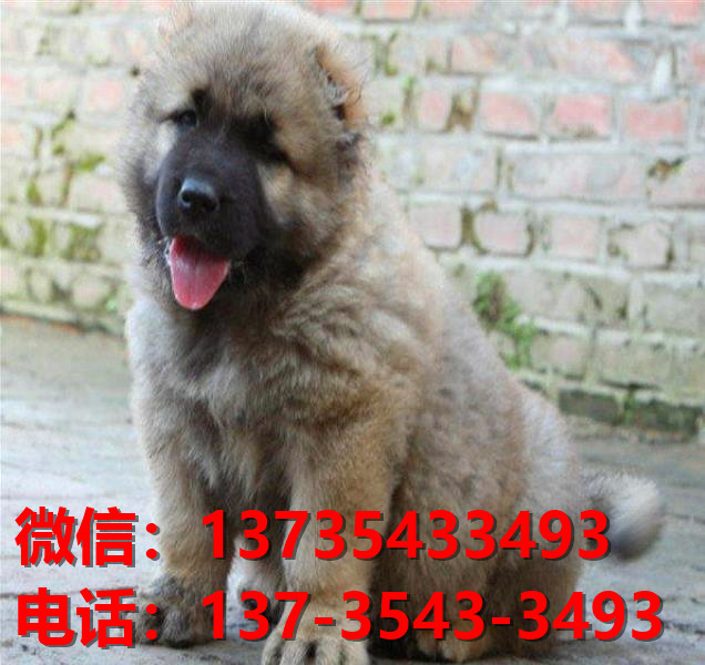 广州犬舍 出售纯种高加索犬 看家护院大型犬哪