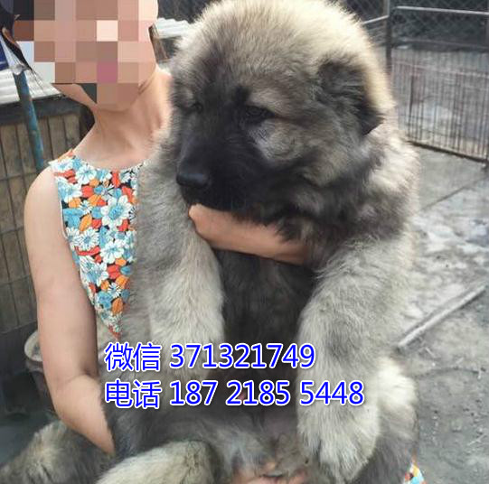 北京狗狗 出售 高加索犬纯种幼犬 北京犬舍宠物狗场