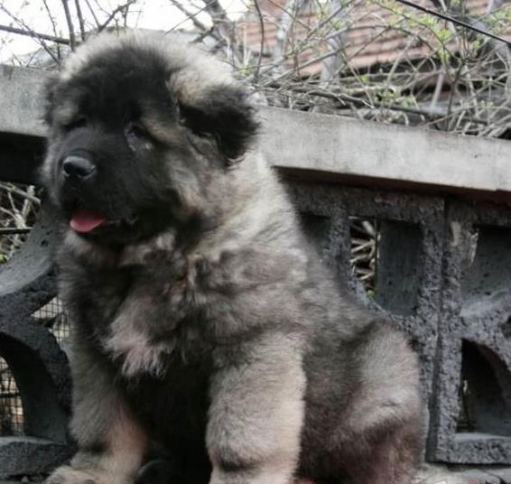 郑州犬舍出售纯种高加索犬幼犬活体宠物狗狗市