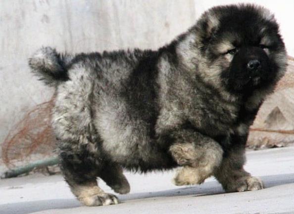 昆明犬舍出售纯种高加索犬幼犬活体宠物狗狗市