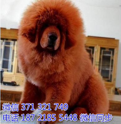 高加索犬纯种幼犬出售 巨型犬高加索犬狗狗 犬舍繁殖捞