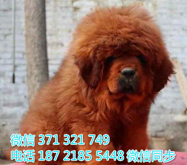 高加索犬纯种幼犬出售 巨型犬高加索犬狗狗 犬舍繁殖躺