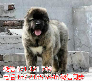 犬舍直销，哪里有宠物高加索 ，精品小型中型大型犬狗狗靥