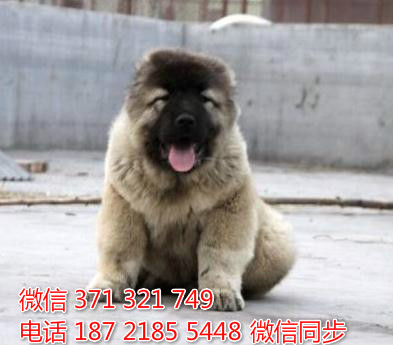 犬舍直销，哪里有宠物高加索 ，精品小型中型大型犬狗狗闪