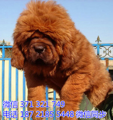 高加索犬纯种幼犬出售 巨型犬高加索犬狗狗 犬舍繁殖噶