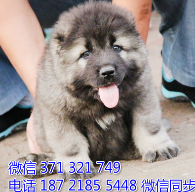高加索犬宠物买卖 宠物市场 宠物狗狗图片宠物网 慈
