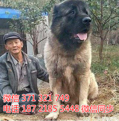 犬舍直销，哪里有宠物高加索 ，精品小型中型大型