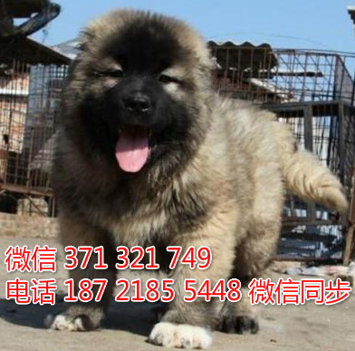 高加索犬宠物买卖 宠物市场 宠物狗狗图片宠物网 补