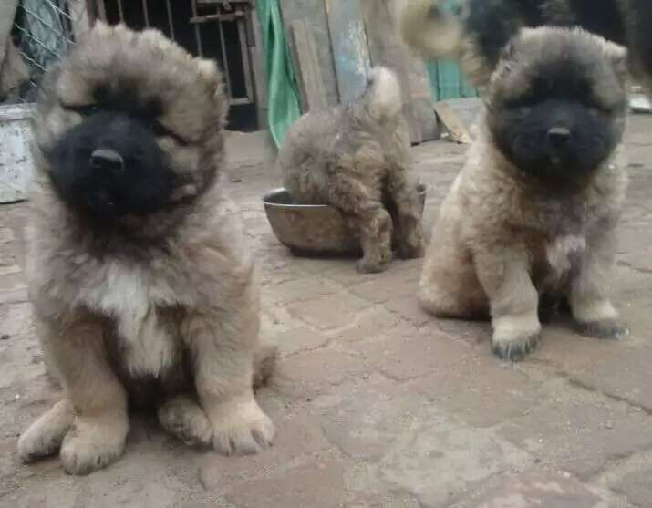 昆明高加索幼犬多少钱一条昆明出售高加索小狗