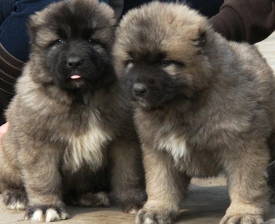 云南曲靖陆良县买高加索 云南狗场出售高加索