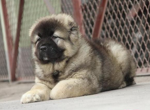 勐海卖高加索勐海哪里买纯种高加索