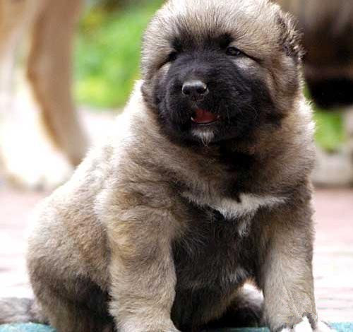 佛山哪里有卖高加索犬 佛山高加索犬一只多少钱 可送货