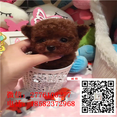 平谷哪里有卖长不大小体贵宾犬 茶杯贵宾红色黑色灰色多少钱 巨型贵宾多少钱