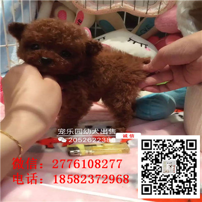 周口哪里有卖长不大小体贵宾犬 茶杯贵宾红色