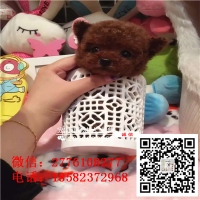 平谷哪里有卖长不大小体贵宾犬 茶杯贵宾红色黑色灰色多少钱 巨型贵宾多少钱