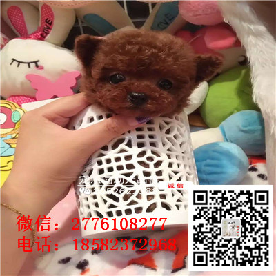 平谷哪里有卖长不大小体贵宾犬 茶杯贵宾红色黑色灰色多少钱 巨型贵宾多少钱