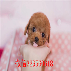 福州贵宾犬  福州哪里有卖纯种贵宾犬 红色贵宾犬