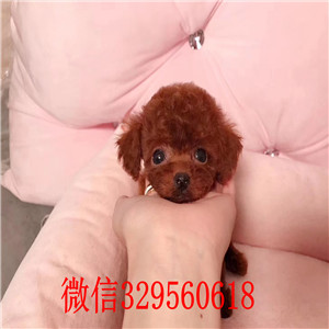 厦门哪里有卖纯种贵宾犬  贵宾犬多少钱 红色