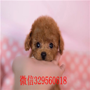 福州贵宾犬  福州哪里有卖纯种贵宾犬 红色贵宾犬