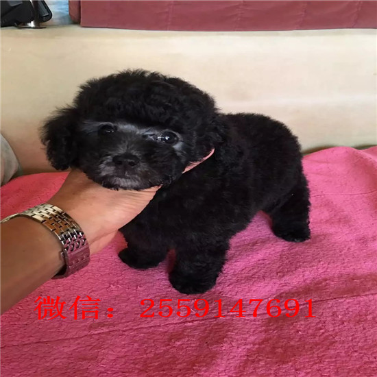 济南白色贵宾价格 济南巨型贵宾多少钱 纯种贵