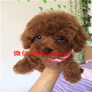 潍坊哪里能买到纯种健康的贵宾犬 红色贵宾犬