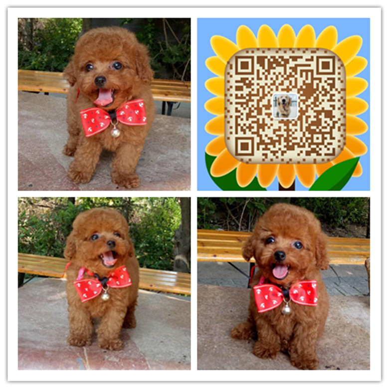 合肥哪里买家养贵宾犬 合肥哪里有卖家养贵宾