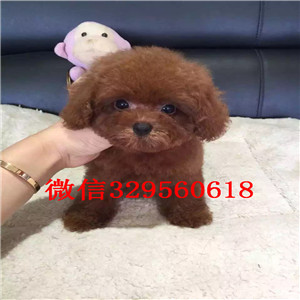 潍坊哪里有贵宾出售  贵宾长不大小体哪里的纯