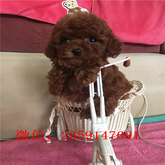 长沙市贵宾犬怎么卖的 长沙市灰色贵宾多少钱 