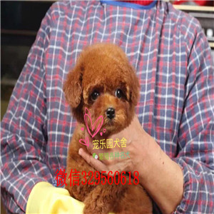  西安哪里有小体贵宾幼犬出售 贵宾犬贵妇犬哪里的好 贵宾犬价格