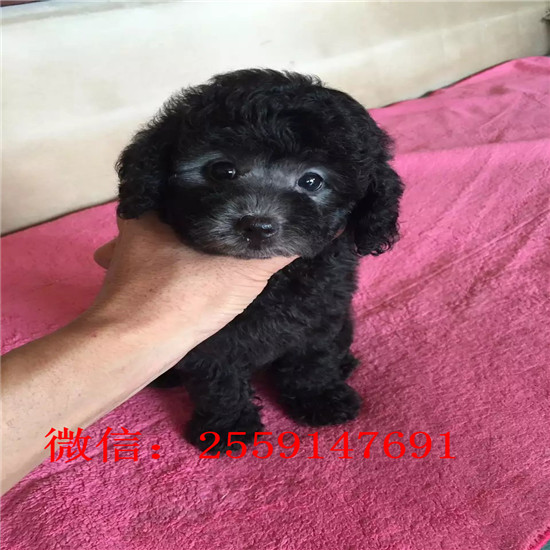 西宁哪里有贵宾犬舍 西宁哪里卖灰色贵宾 白色